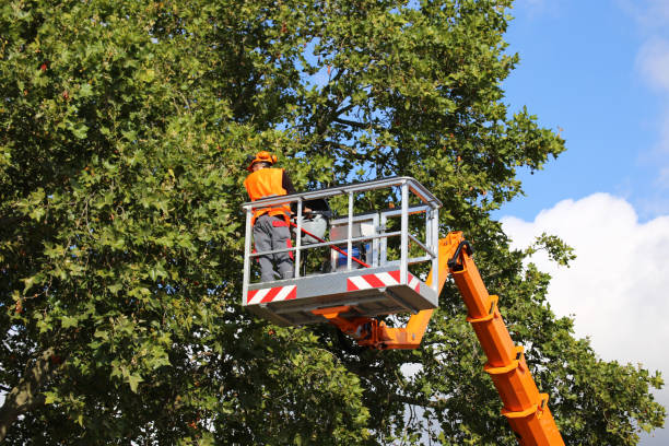 Trusted Quitman, MS Tree Care Services Experts